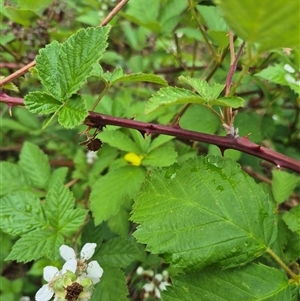 Rubus anglocandicans at Bungendore, NSW - 29 Nov 2024