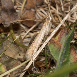 Faveria tritalis (Couchgrass Webworm) at Nicholls, ACT by AlisonMilton