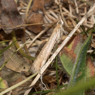 Faveria tritalis (Couchgrass Webworm) at Nicholls, ACT - 1 Nov 2024 by AlisonMilton