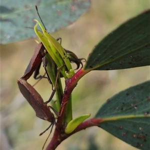 Amorbus rubiginosus at Monga, NSW - 28 Nov 2024