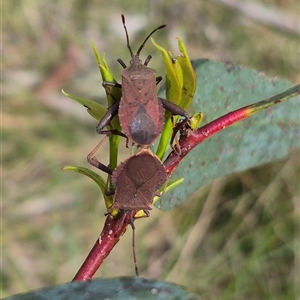 Amorbus rubiginosus at Monga, NSW - 28 Nov 2024 04:28 PM