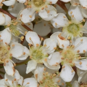 Ligustrum sinense at Nicholls, ACT by AlisonMilton