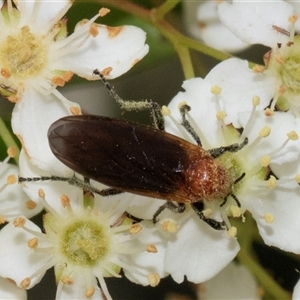 Bibio imitator at Nicholls, ACT by AlisonMilton