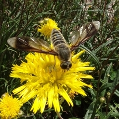 Comptosia quadripennis at Yarralumla, ACT - 28 Nov 2024