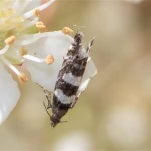 Glyphipterix meteora at Nicholls, ACT - 1 Nov 2024