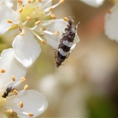 Glyphipterix meteora at Nicholls, ACT - 1 Nov 2024