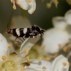 Glyphipterix meteora at Nicholls, ACT - 1 Nov 2024