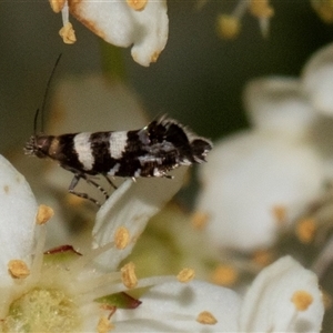 Glyphipterix meteora at Nicholls, ACT - 1 Nov 2024