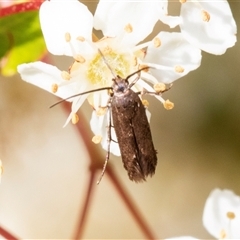 Eretmocera (genus) (Scythrididae family) at Nicholls, ACT - 1 Nov 2024 by AlisonMilton