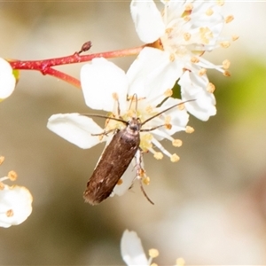 Eretmocera (genus) (Scythrididae family) at Nicholls, ACT - 1 Nov 2024