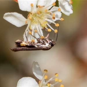 Eretmocera (genus) (Scythrididae family) at Nicholls, ACT - 1 Nov 2024