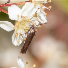 Eretmocera (genus) (Scythrididae family) at Nicholls, ACT - 1 Nov 2024