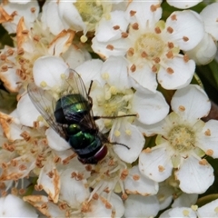 Calliphoridae (family) (Unidentified blowfly) at Nicholls, ACT - 1 Nov 2024 by AlisonMilton