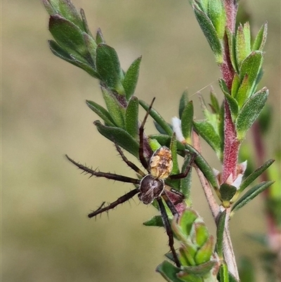 Backobourkia heroine (Heroic Orb-weaver) at Monga, NSW - 28 Nov 2024 by clarehoneydove