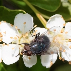 Calliphora vicina (European bluebottle) at Nicholls, ACT - 1 Nov 2024 by AlisonMilton