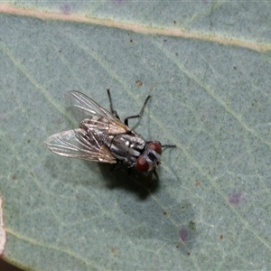 Muscidae (family) at Dunlop, ACT by AlisonMilton