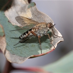 Anabarhynchus sp. (genus) (Stiletto Fly (Sub-family Therevinae)) at Dunlop, ACT - 18 Nov 2024 by AlisonMilton