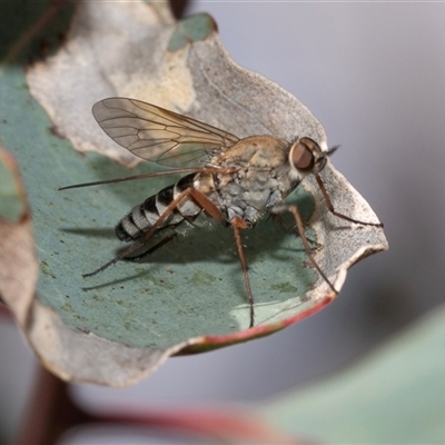 Anabarhynchus sp. (genus) (Stiletto Fly (Sub-family Therevinae)) at Dunlop, ACT - 18 Nov 2024 by AlisonMilton