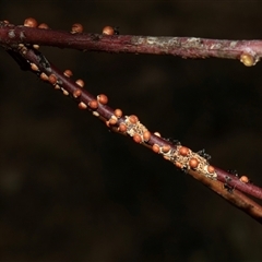 Eriococcus coriaceus at Nicholls, ACT - 31 Oct 2024 by AlisonMilton