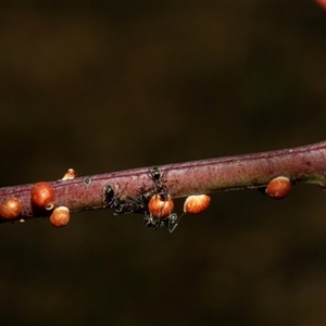 Iridomyrmex sp. (genus) (Ant) at Nicholls, ACT by AlisonMilton