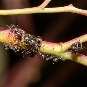 Iridomyrmex rufoniger (Tufted Tyrant Ant) at Nicholls, ACT by AlisonMilton