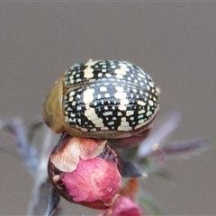 Paropsis pictipennis (Tea-tree button beetle) at Hall, ACT - 29 Nov 2024 by Anna123