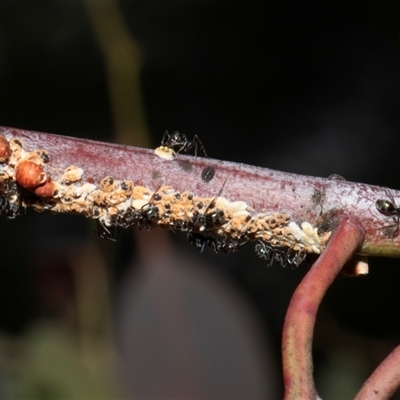 Eriococcus coriaceus at Nicholls, ACT - 31 Oct 2024 by AlisonMilton