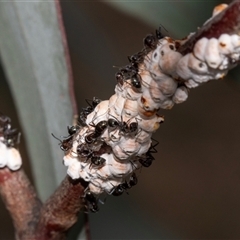 Eriococcus confusus at Nicholls, ACT - 1 Nov 2024 by AlisonMilton