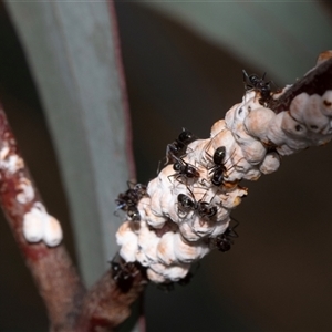 Iridomyrmex sp. (genus) (Ant) at Nicholls, ACT by AlisonMilton