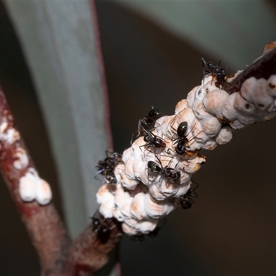 Iridomyrmex sp. (genus) (Ant) at Nicholls, ACT - 1 Nov 2024 by AlisonMilton