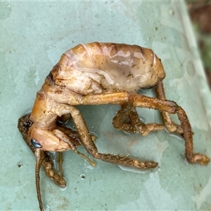 Gryllacrididae (family) at Molonglo, ACT - 29 Nov 2024 02:34 PM