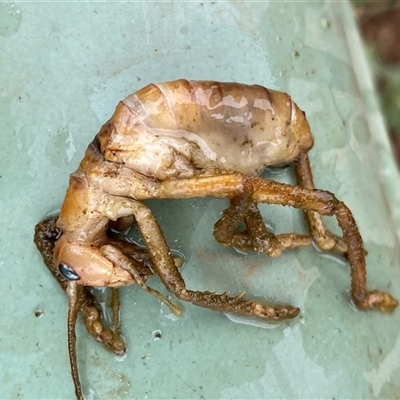 Gryllacrididae (family) (Wood, Raspy or Leaf Rolling Cricket) at Molonglo, ACT - 29 Nov 2024 by SteveBorkowskis