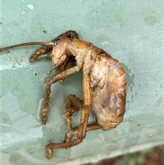 Gryllacrididae (family) at Molonglo, ACT - 29 Nov 2024 02:34 PM