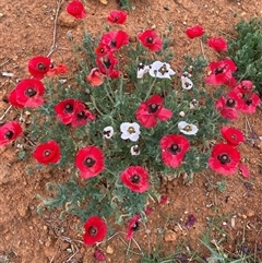 Papaver hybridum (Rough Poppy) at Kenny, ACT - 28 Nov 2024 by SteveBorkowskis