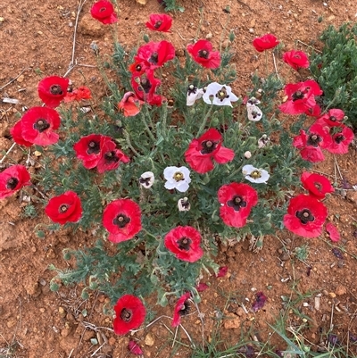 Papaver hybridum (Rough Poppy) at Kenny, ACT - 28 Nov 2024 by SteveBorkowskis