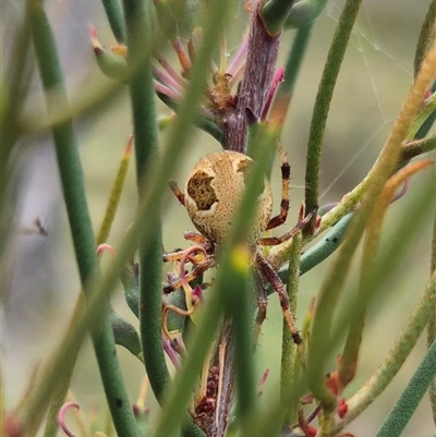 Araneus sp. (genus) at Monga, NSW - 28 Nov 2024 by clarehoneydove