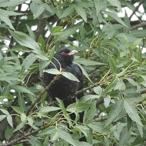 Eudynamys orientalis at Hall, ACT - 29 Nov 2024 05:19 PM