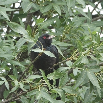 Eudynamys orientalis (Pacific Koel) at Hall, ACT - 29 Nov 2024 by Anna123