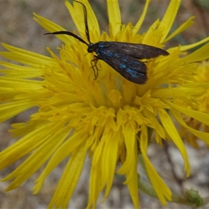 Pollanisus (genus) at Yarralumla, ACT - 28 Nov 2024 11:26 AM