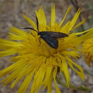 Pollanisus (genus) at Yarralumla, ACT - 28 Nov 2024 11:26 AM