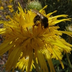 Lasioglossum (Chilalictus) sp. (genus & subgenus) (Halictid bee) at Yarralumla, ACT - 28 Nov 2024 by AndyRussell