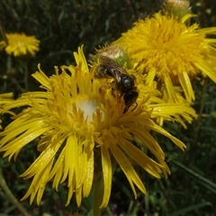 Lasioglossum (Chilalictus) sp. (genus & subgenus) at Yarralumla, ACT - 28 Nov 2024