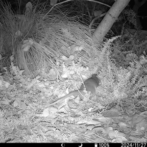 Pseudocheirus peregrinus (Common Ringtail Possum) at Mount Kembla, NSW by BackyardHabitatProject