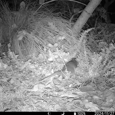 Pseudocheirus peregrinus (Common Ringtail Possum) at Mount Kembla, NSW - 26 Nov 2024 by BackyardHabitatProject