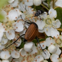 Phyllotocus kingii (Nectar scarab) at Nicholls, ACT - 1 Nov 2024 by AlisonMilton