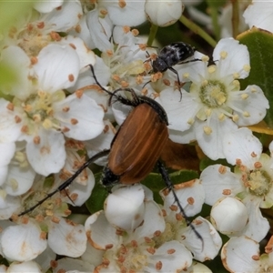 Phyllotocus kingii at Nicholls, ACT - 1 Nov 2024