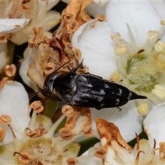 Mordella australis (Pintail or tumbling beetle) at Nicholls, ACT - 1 Nov 2024 by AlisonMilton