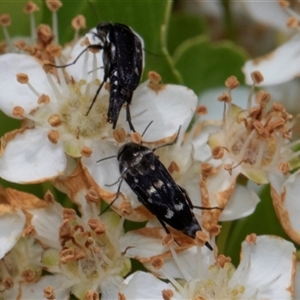 Mordella australis at Nicholls, ACT - 1 Nov 2024