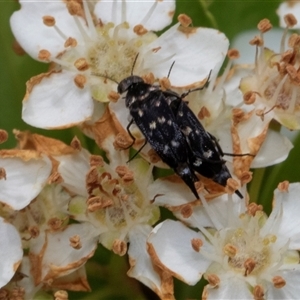 Mordella australis at Nicholls, ACT - 1 Nov 2024