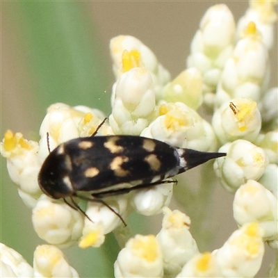 Mordella sydneyana (Pintail Beetle) at Acton, ACT - 27 Nov 2024 by ConBoekel